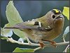 Goldcrest