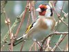 Goldfinch