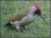 Green Woodpecker