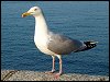 Herring Gull