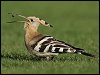 Hoopoe