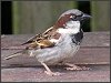 House Sparrow