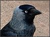 Jackdaw