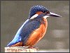 Kingfisher