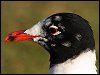 Mediterranean Gull