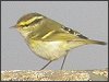 Pallas's Warbler