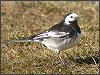 Pied Wagtail