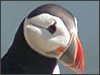 Puffin