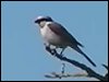 Red-backed Shrike