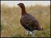 Red Grouse