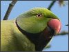 Ring-necked Parakeet