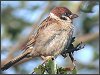 Tree Sparrow