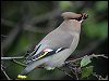 Waxwing