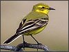 Yellow Wagtail