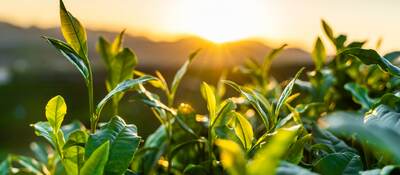 closeup of green plants against hilly sunrise. 