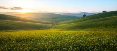 Sunrise on a green valley with little yellow flowers