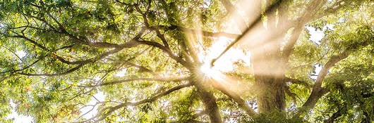 Sunshine through treetop canopy