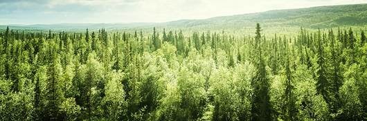 Overlook of tree tops