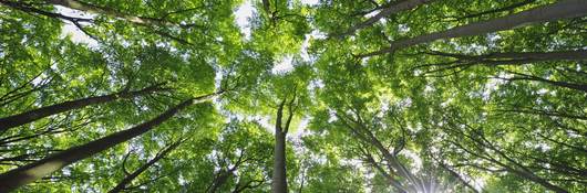 Sunlight through trees