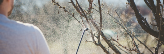 Man spraying plant