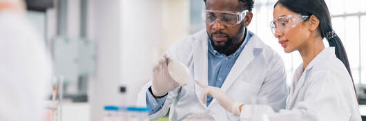 Scientists working in laboratory analyze the sample in petri dish