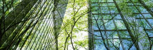 Reflection of trees against the glass of skyscrapers