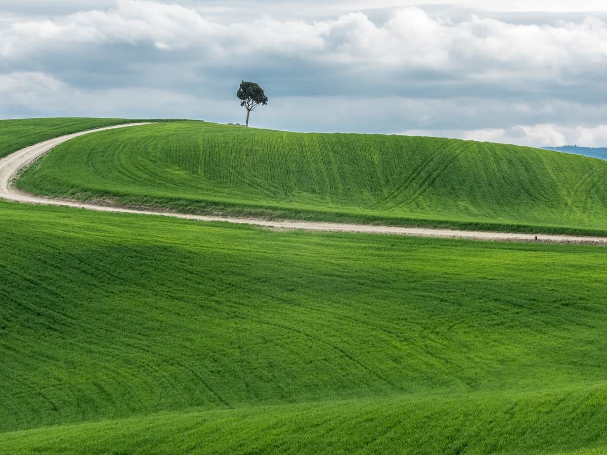 Grass field 