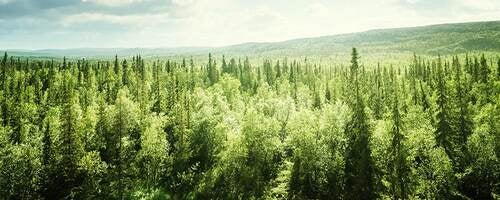 Overlook of tree tops