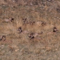 big-horn-sheep-042116-0158