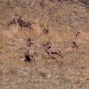 big-horn-sheep-042116-0185