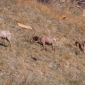 big-horn-sheep-042116-0288