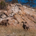 big-horn-sheep-042116-0366