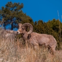 big-horn-sheep-042116-0379