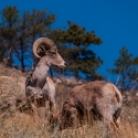 big-horn-sheep-042116-0394