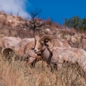 big-horn-sheep-042116-0411