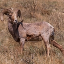 big-horn-sheep-042116-0460