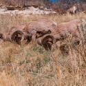 big-horn-sheep-042116-0479