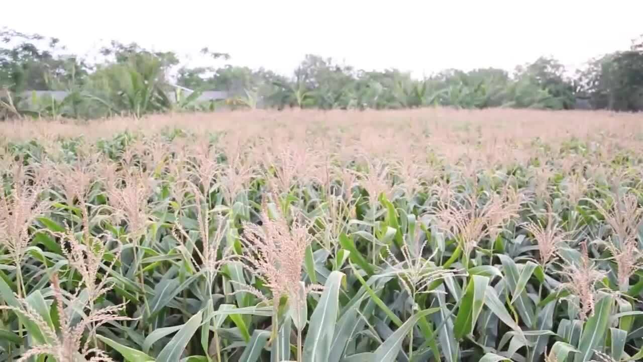 Infosys: Smart Agriculture Solution