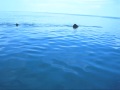 Swimming with Basking Sharks, Newquay, Cornwall, UK