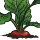 RadishPlant.png