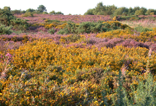 Heathland