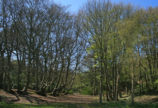 Woodland