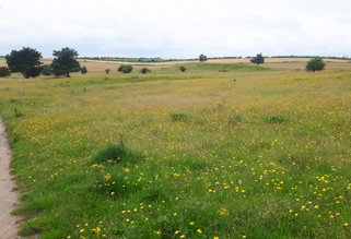 Grassland