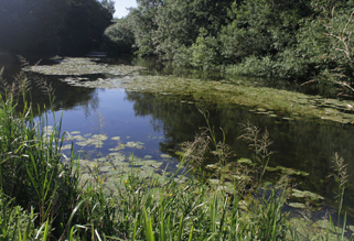 Wetland