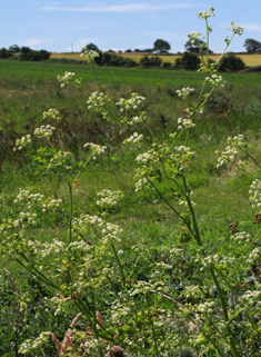 Common Celery