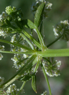 Common Celery