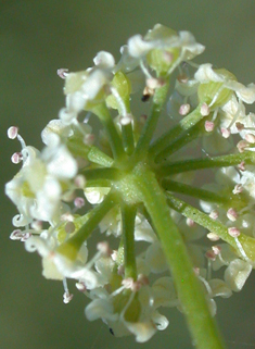 Common Celery