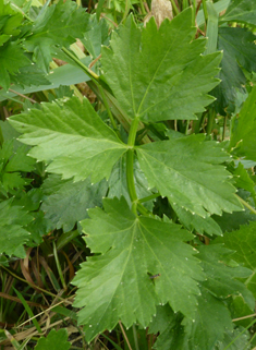 Common Celery