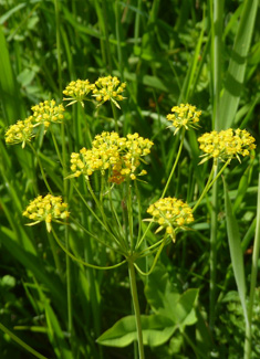 Sickle-leaved Hare's-ear