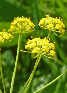 Sickle-leaved Hare's-ear